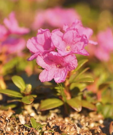 Rhododendron in National Park Piatra Craiului, Romaniaの写真素材