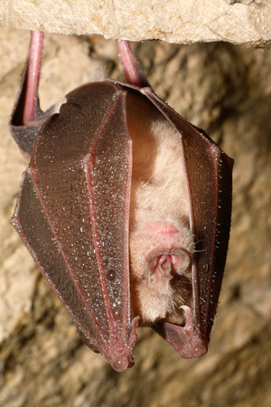 Greater horseshoe bat( Rhinolophus ferrumequinum)の写真素材