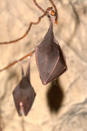 Bat (Rhinolophus hipposideros) - Lesser Horseshoe Batの写真素材