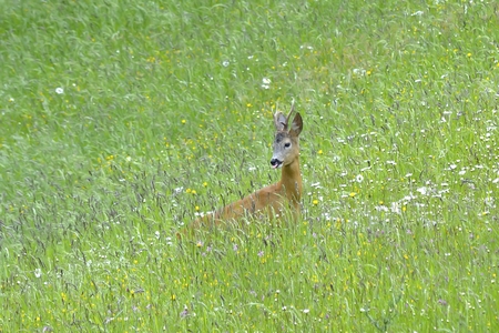 Roebuck (capreolus capreolus)の写真素材