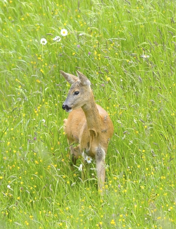 Roebuck (capreolus capreolus)の写真素材