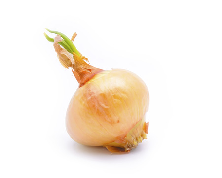 gold onion bulb on white background cutoutの写真素材