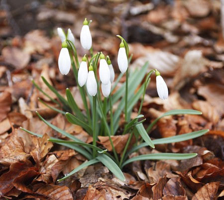 Group of beautiful fresh snowdrops in early springの写真素材
