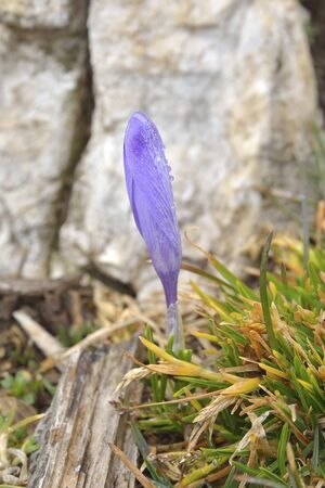 Crocus. Saffron in spring.の写真素材
