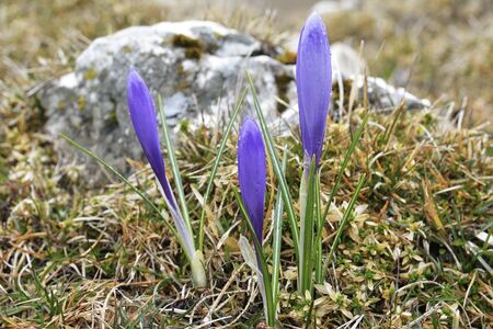 Crocus. Saffron in spring.の写真素材