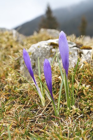Crocus. Saffron in spring.の写真素材