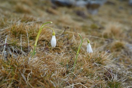 Group of beautiful fresh snowdrops in early springの写真素材