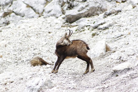 Chamois ( Rupicapra rupicapra)の写真素材
