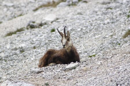 Chamois ( Rupicapra rupicapra)の写真素材