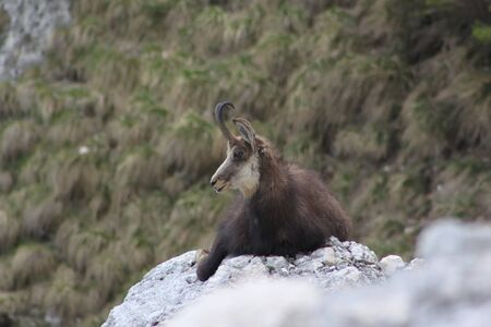 Chamois ( Rupicapra rupicapra)の写真素材