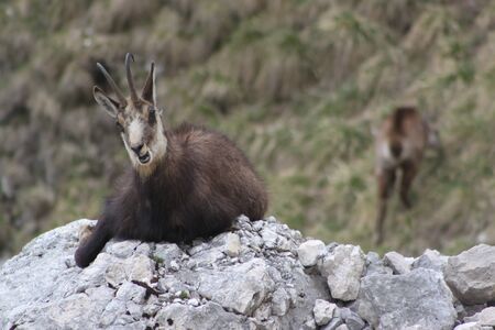 Chamois ( Rupicapra rupicapra)の写真素材