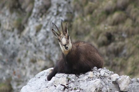 Chamois ( Rupicapra rupicapra)の写真素材