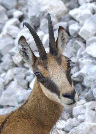 chamois (lat. rupicapra rupicapra)の写真素材