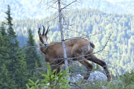 chamois (lat. rupicapra rupicapra)の写真素材