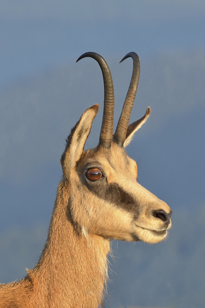 chamois (lat. rupicapra rupicapra)の写真素材