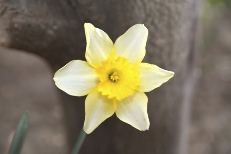 A single Daffodilの写真素材