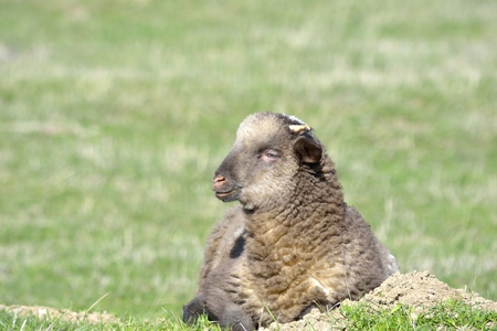 A small lamb in a pasture of sheepの写真素材