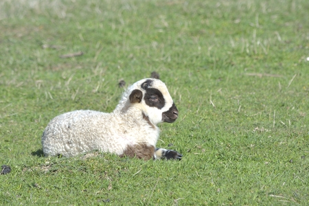 A small lamb in a pasture of sheepの写真素材