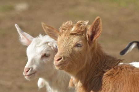 Adorable baby goatの写真素材