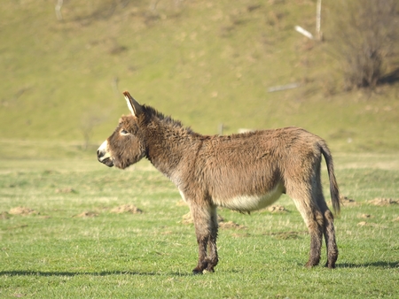 small brown donkey poses for the camera