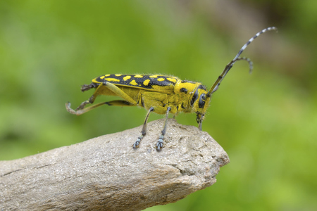 Stag-beetle. Latin name Morimus funereusの写真素材