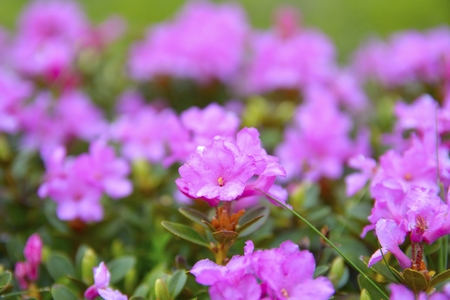 Rhododendron flowers blooming in springの写真素材