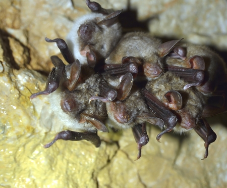 Greater mouse-eared bat Myotis myotisの写真素材