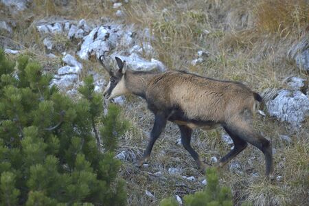 Chamois Rupicapra rupicapraの写真素材