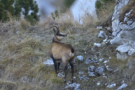 Chamois Rupicapra rupicapraの写真素材