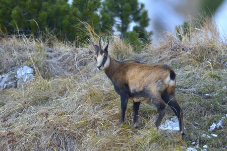 Chamois Rupicapra rupicapraの写真素材