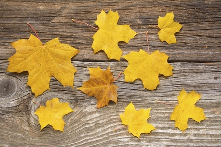 Colorful maple leaves on woden backgroundの写真素材