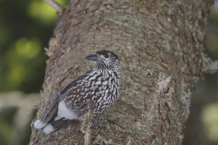 Eurasian nutcrackerの写真素材
