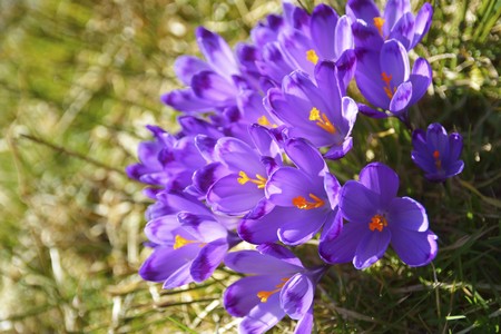 Crocusの写真素材