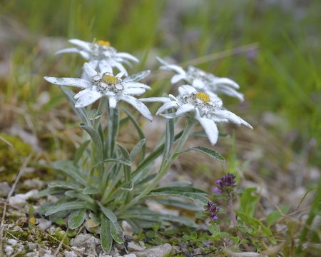 edelweiss leontopodium alpinum flowerの写真素材