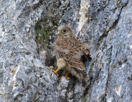 Common kestrel