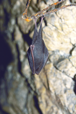 Lesser Horseshoe Bat (Rhinolophus hipposideros)の写真素材