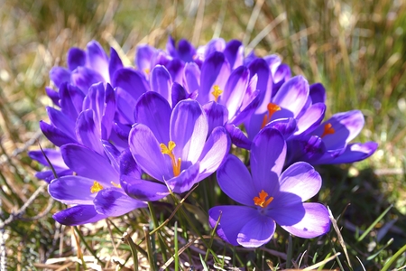 Crocus Spring Flowers