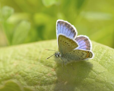Polyommatus icarus, blue butterflyの写真素材