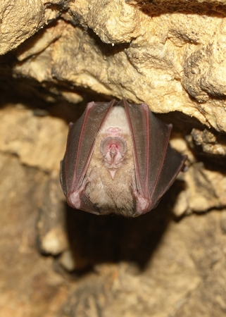 Lesser Horseshoe Bat Rhinolophus hipposiderosの写真素材