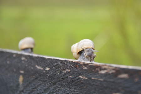 Common garden snailの写真素材