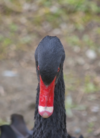 Black Swanの写真素材