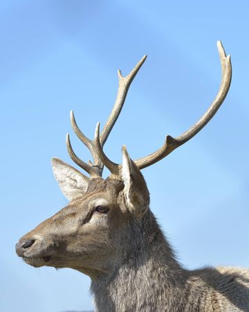 Portrait of majestic powerful adult red deerの写真素材