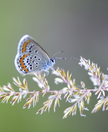 blue butterflyの写真素材