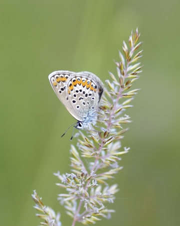blue butterflyの写真素材