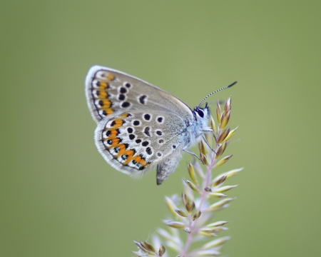 blue butterflyの写真素材