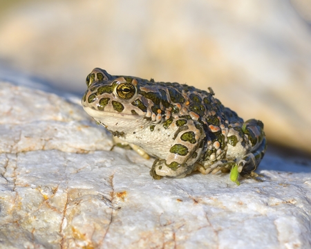 Green frog (Bufo viridis)の写真素材