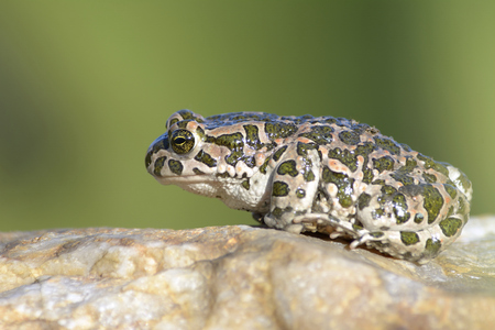 Green frog (Bufo viridis)の写真素材