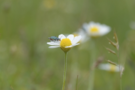 Green grass and chamomiles in the natureの写真素材