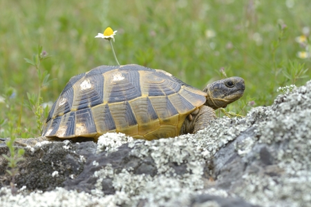 A tortoise in the protected areaの写真素材