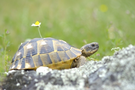 A tortoise in the protected areaの写真素材